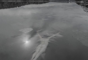The diving