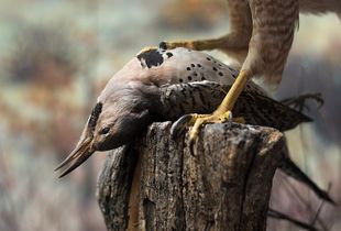 Northern Flicker