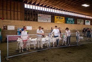 Know Your Goats: Goat Fanciers of Peninsular Saanich 1