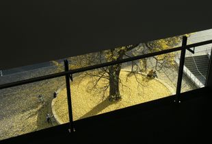 gingko 1