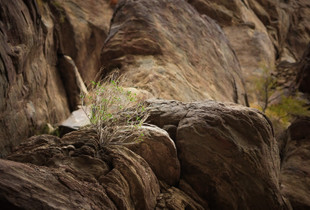 A Bush Swirling into the Mountain