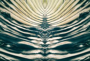 Mirror Palm