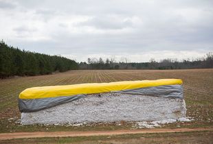 Cotton with yellow