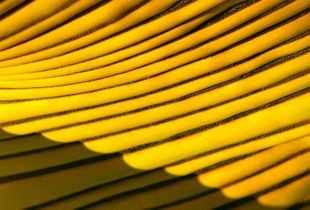 Dorado en las Bananeras 1