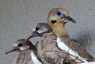 Mourning Dove & Her Two Squabs