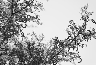 Ecriture de l'acacia (Acacia's writing)