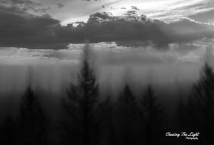 Dark and Dreary Forest