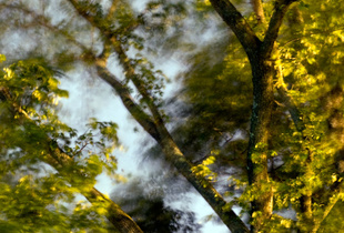 Tree in Wind