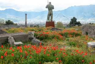Poppies in Pompei