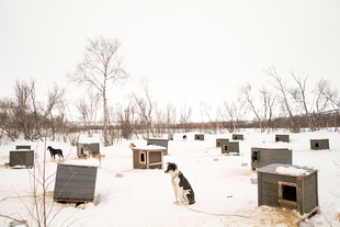 Sled Dog Hotel.