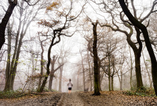 Highgate Wood 01