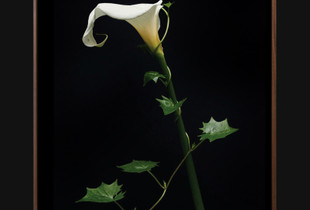Zantadeschia's battle