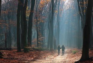 Autumn Walk - light and shadow