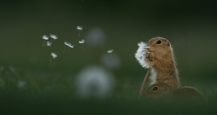 Dandelion