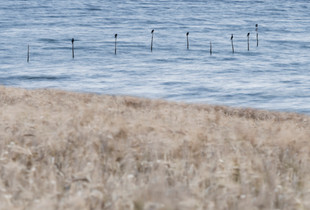 Cormorants