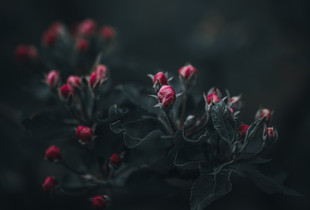 Apple blossom