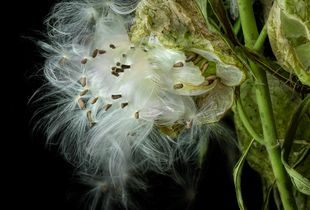 Milkweed I