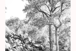 The Pond Tree