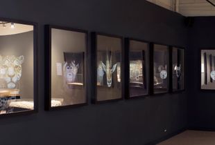 Next of Kin - Installation view at the Harvard Museum of Natural History, 2017