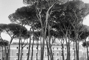 Pinus Pinea
