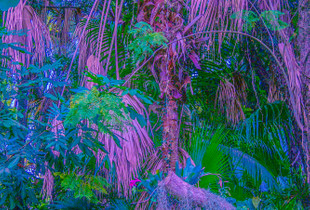 Plant fictions # 6