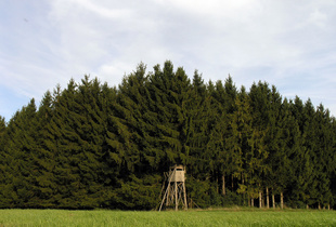 Hochsitz | raised hide