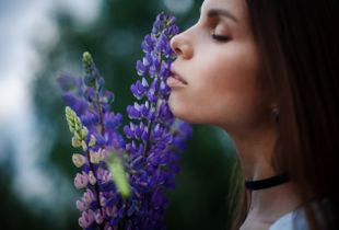 Lupin lover