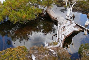 Tasmnia wilderness