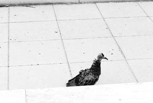 "Naked pigeon"