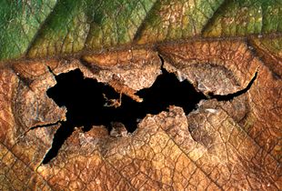 Leaf decay #17