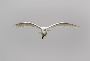 In the Line of flight
