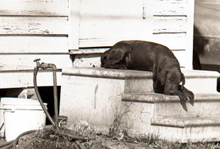 Drip Dog