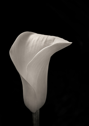 Callas