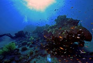 Coral Reefs of Eilat