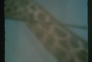 Blue Sky with A Giraffe