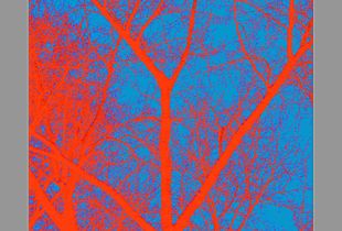 Burning Tree