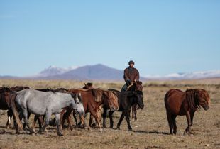 Baak Tulga, a Mongolian nomad, herding horses near his camp on the steppe