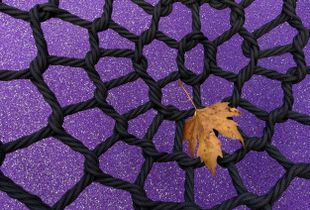stars and leaf