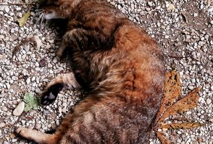 Stray Cats_29