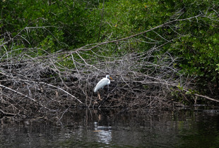 Great Heron over the mangroove branches