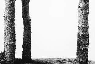 Black Hills Spruce