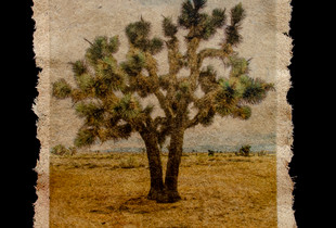 Endemic Treasure Color # 1