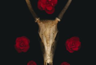 Deer Skull