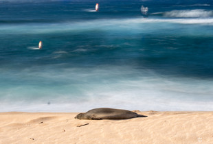 A sea lion resting on the Hookipa beach