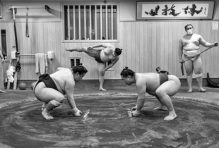 Sumo