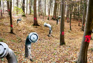 Forests