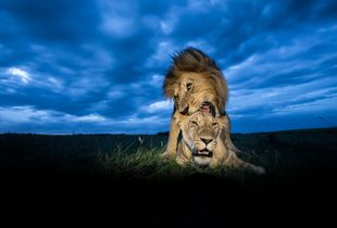 Mating lions