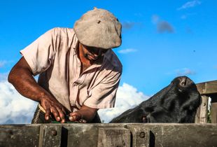 Ear tagging in preparation for the yerra. #1 Yerra, Estancia Los Potreros, 2017, Argentina.
