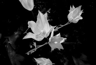 Tulip #2