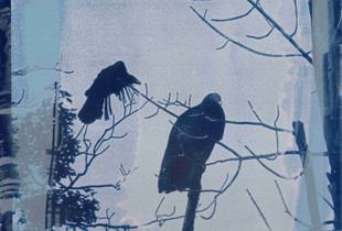 Vulture Variations 004